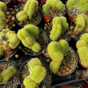 Golden Rat Tail Cactus Live Plant - Cleistocactus Winteri Cristata, 6 inch Pot - Image 2