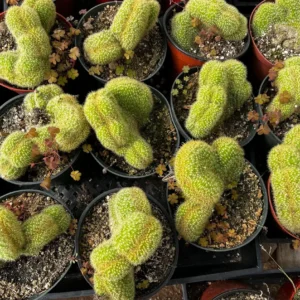 Golden Rat Tail Cactus Live Plant - Cleistocactus Winteri Cristata, 6 inch Pot - Image 3
