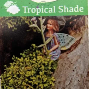 Golden Spikemoss Live Plant - Selaginella kraussiana aurea - 2.5" Pot - Terrarium & Fairy Garden - Image 2