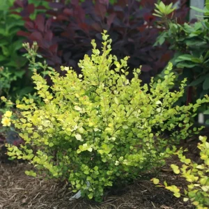 Golden Treasure Dwarf Birch Live Plant – 4 inch Pot – Betula – Outdoor Shrub - Image 1