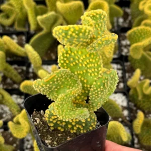 Golden Wavy Cactus Live Plant - Opuntia Microdasys Monstrosus Succulent in 2.5'' Pot - Image 3