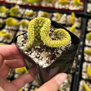 Golden Wavy Cactus Live Plant - Opuntia Microdasys Monstrosus Succulent in 2.5'' Pot - Image 1
