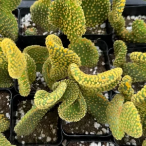 Golden Wavy Cactus Live Plant - Opuntia Microdasys Monstrosus Succulent in 2.5'' Pot - Image 4