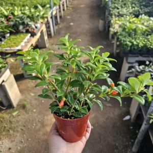 Goldfish Plant Live - Nematanthus Gregarius - 5-8" Tall - 2" Pot - Indoor Houseplant - Image 1