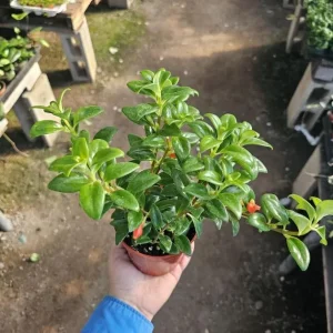 Goldfish Plant Live - Nematanthus Gregarius - 5-8