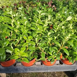 Goldfish Plant Live - Nematanthus Gregarius - 5-8