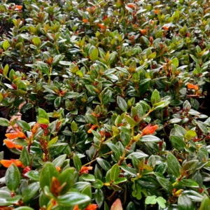 Goldfish Plant Live Plant - Columnea Nematanthus Indoor Houseplant 4-6 inch Pot - Image 2