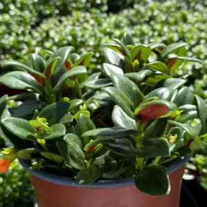 Goldfish Plant Live Plant - Columnea Nematanthus Indoor Houseplant 4-6 inch Pot - Image 3