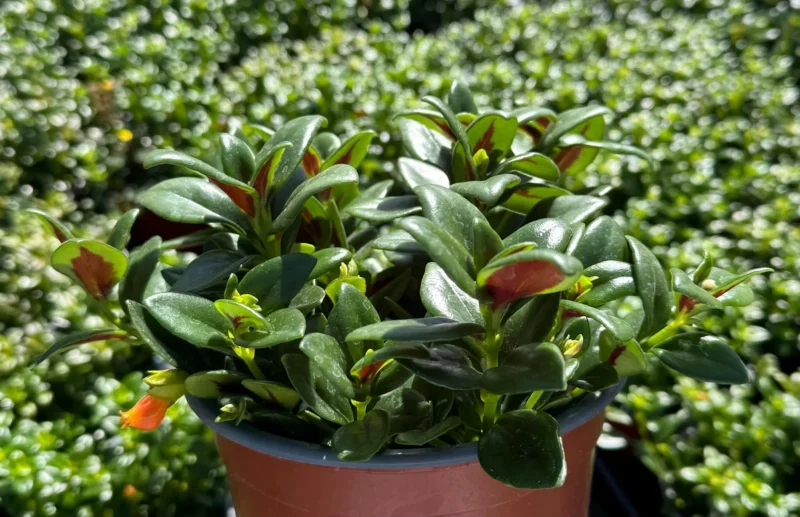Goldfish Plant (Columnea Nematanthus) Live Plant for Indoors