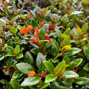 Goldfish Plant Live Plant - Columnea Nematanthus Indoor Houseplant 4-6 inch Pot - Image 1