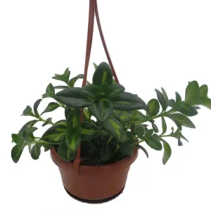 Goldfish Plant Live Plant - Nematanthus Gregarius - 4 inch Hanging Basket - Image 3