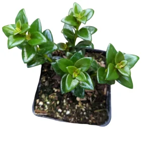 Goldfish Plant Succulent - Nematanthus gregarius Live Plant Indoor - Image 3
