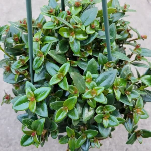 Goldfish Plant Succulent - Nematanthus gregarius Live Plant Indoor - Image 1