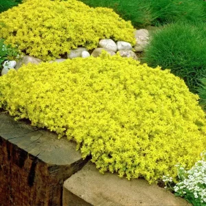 Goldmoss Sedum Live Plant - Stonecrop Succulent - 2.5 inch Pot - Outdoor - Image 2