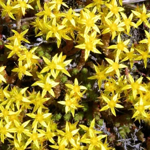 Goldmoss Sedum Live Plant - Stonecrop Succulent - 2.5 inch Pot - Outdoor - Image 3