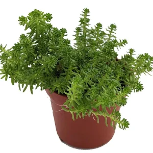 Goldmoss Sedum Live Plant - Stonecrop Succulent - 2.5 inch Pot - Outdoor - Image 1