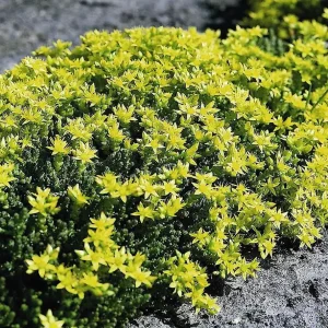 Goldmoss Sedum Live Plant - Stonecrop Succulent - 2.5 inch Pot - Outdoor - Image 4