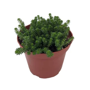 Goldmoss Sedum Live Plant - Stonecrop Succulent - 3.7 inch Pot - Outdoor Groundcover - Image 1