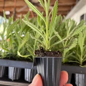Goodwin Creek Lavender Live Plant - Aromatic Herb for Indoors or Outdoors, 1 inch Plug - Image 3