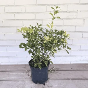 Goshiki False Holly Tree - 1 Gallon Live Shrub - Variegated Evergreen Plant - Image 2