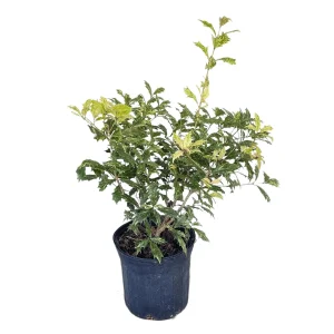 Goshiki False Holly Tree - 1 Gallon Live Shrub - Variegated Evergreen Plant - Image 1