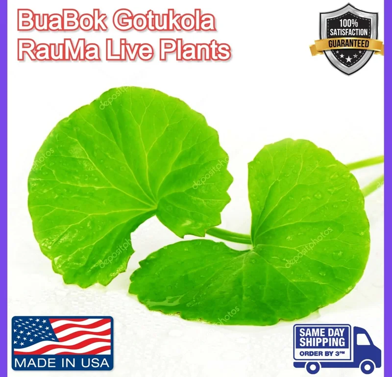 Gotu Kola Live Plant - Centella Asiatica Pennywort Herb - 3 Plants - Image 11