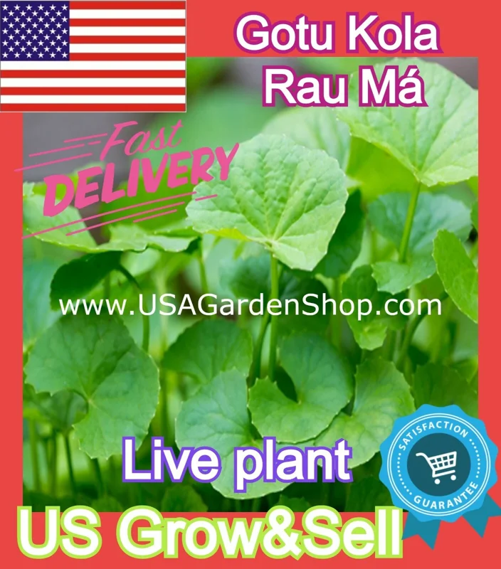 Gotu Kola Live Plant - Centella Asiatica Pennywort Herb - 3 Plants - Image 2