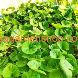 Gotu Kola Live Plant - Centella Asiatica Pennywort Herb - 3 Plants - Image 3