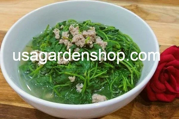 Gotu Kola Live Plant - Centella Asiatica Pennywort Herb - 3 Plants - Image 4