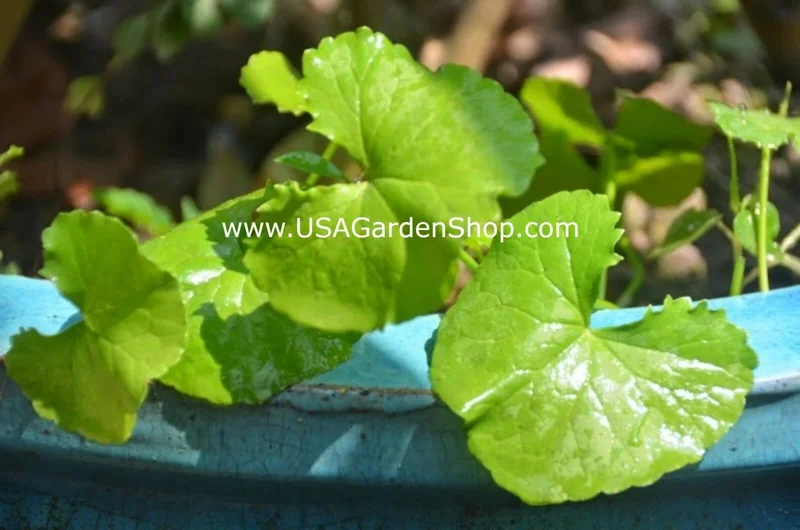 Gotu Kola Live Plant - Centella Asiatica Pennywort Herb - 3 Plants - Image 7