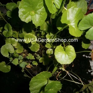 Gotu Kola Live Plant - Centella Asiatica Pennywort Herb - 3 Plants - Image 9