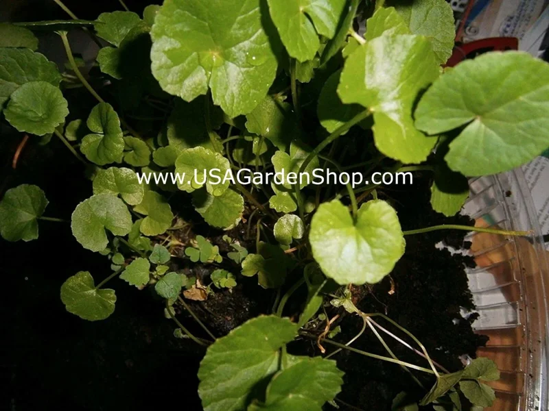 Gotu Kola Live Plant - Centella Asiatica Pennywort Herb - 3 Plants - Image 9