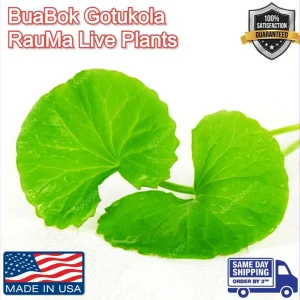Gotu Kola Pennywort Live Plant - Centella Asiatica Herb - 3 Pack - Organic, Fast Growing - Image 11