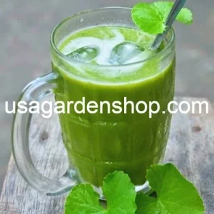 Gotu Kola Pennywort Live Plant - Centella Asiatica Herb - 3 Pack - Organic, Fast Growing - Image 5