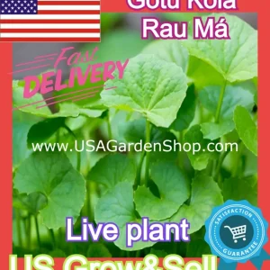 Gotu Kola Pennywort Live Plant - Centella Asiatica Herb - 3 Pack - Organic, Fast Growing - Image 7