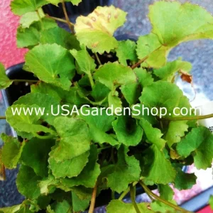 Gotu Kola Pennywort Live Plant - Centella Asiatica Herb - 3 Pack - Organic, Fast Growing - Image 8