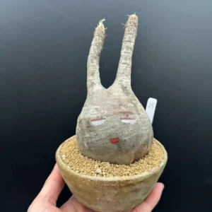 Gracilius Live Plant – Rare Exotic Succulent for Collectors – Bare Root - Image 3