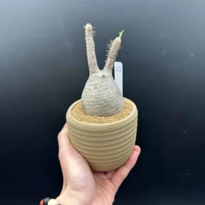 Gracilius Live Plant – Rare Exotic Succulent for Collectors – Bare Root - Image 4