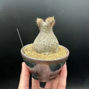 Gracilius Live Plant – Rare Exotic Succulent for Collectors – Bare Root - Image 6