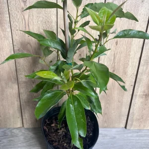 Grafted Fantastic Avocado Tree Live Plant - 3 Gallon Pot - Cold Hardy Fruit - Image 10