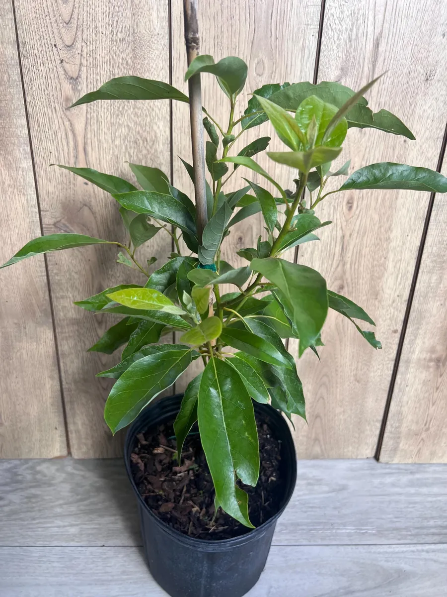 Grafted Fantastic Avocado Tree Live Plant - 3 Gallon Pot - Cold Hardy Fruit - Image 10