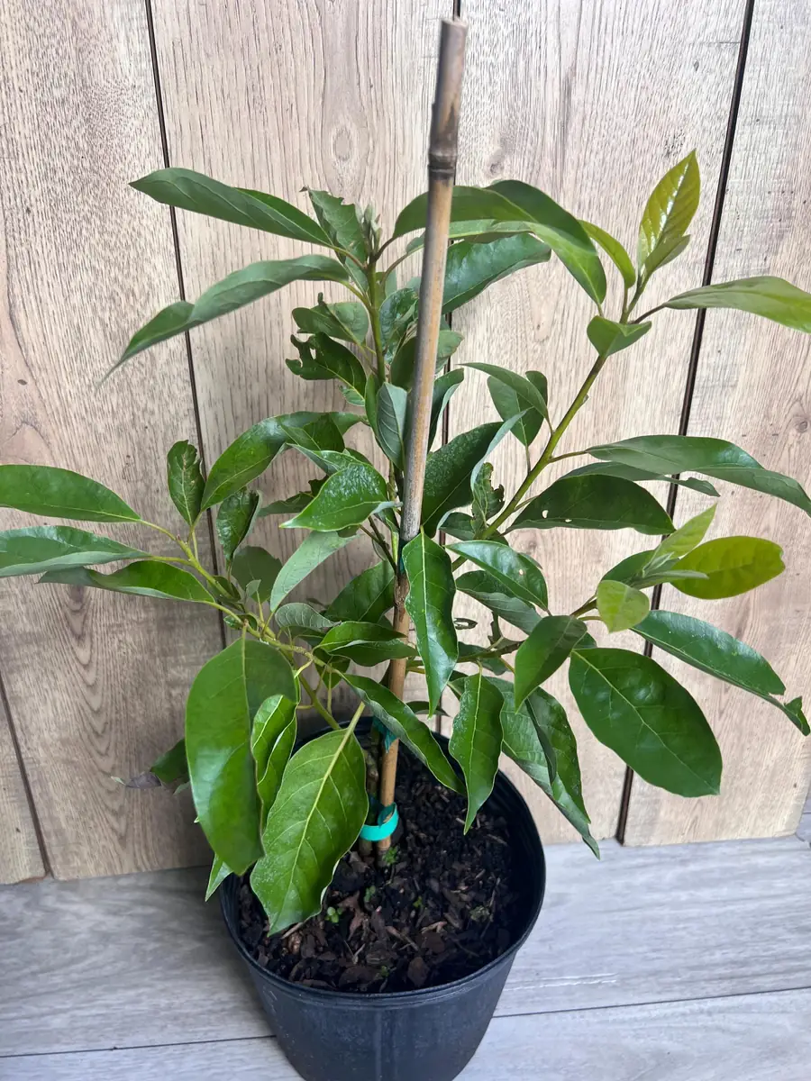 Grafted Fantastic Avocado Tree Live Plant - 3 Gallon Pot - Cold Hardy Fruit - Image 2