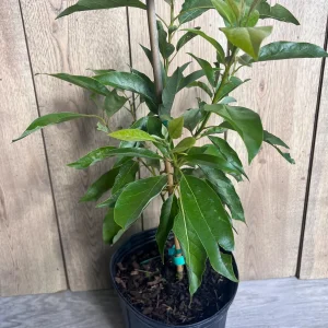 Grafted Fantastic Avocado Tree Live Plant - 3 Gallon Pot - Cold Hardy Fruit - Image 3