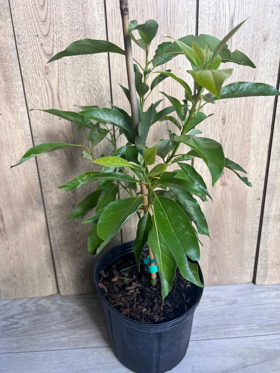 Grafted Fantastic Avocado Tree Live Plant - 3 Gallon Pot - Cold Hardy Fruit - Image 3