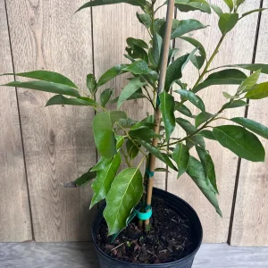 Grafted Fantastic Avocado Tree Live Plant - 3 Gallon Pot - Cold Hardy Fruit - Image 4