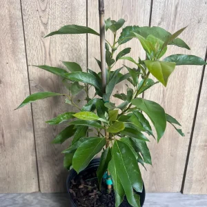 Grafted Fantastic Avocado Tree Live Plant - 3 Gallon Pot - Cold Hardy Fruit - Image 5