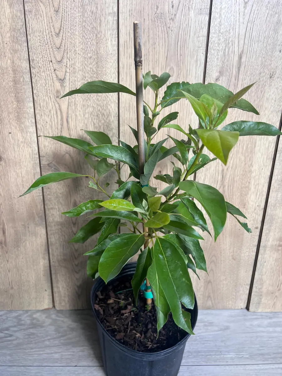 Grafted Fantastic Avocado Tree Live Plant - 3 Gallon Pot - Cold Hardy Fruit - Image 5