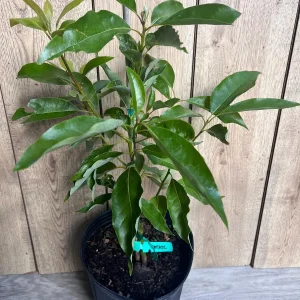 Grafted Fantastic Avocado Tree Live Plant - 3 Gallon Pot - Cold Hardy Fruit - Image 6