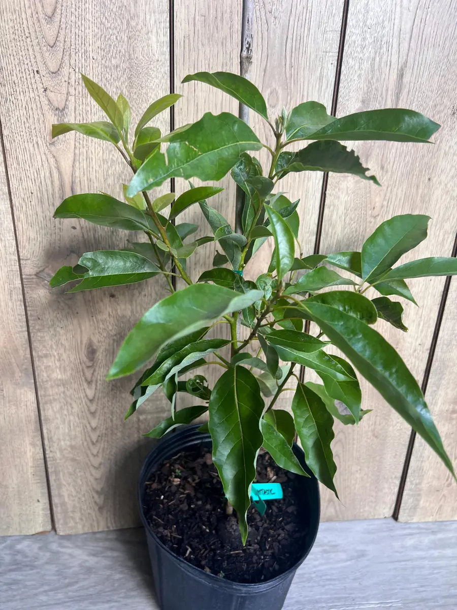 Grafted Fantastic Avocado Tree Live Plant - 3 Gallon Pot - Cold Hardy Fruit - Image 7