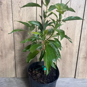 Grafted Fantastic Avocado Tree Live Plant - 3 Gallon Pot - Cold Hardy Fruit - Image 8